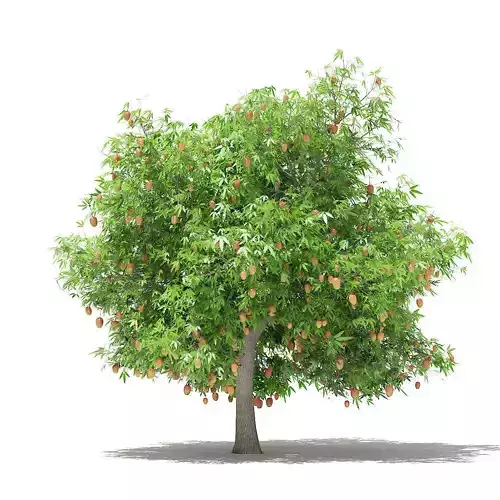 Mango Tree with Fruits 3D model