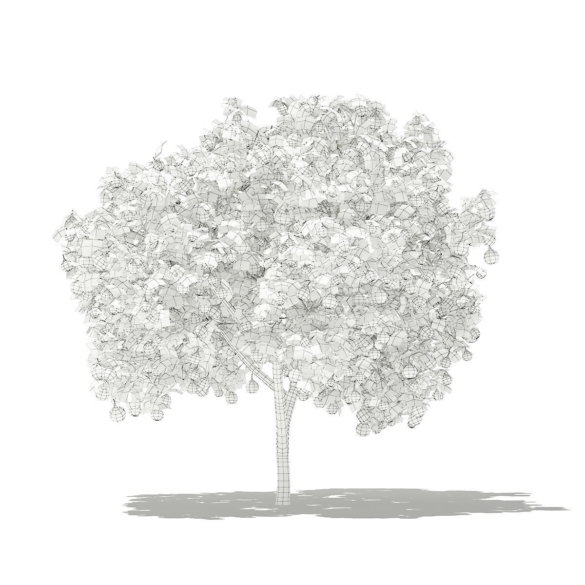 Common Fig Tree with Fruits 3D model_7