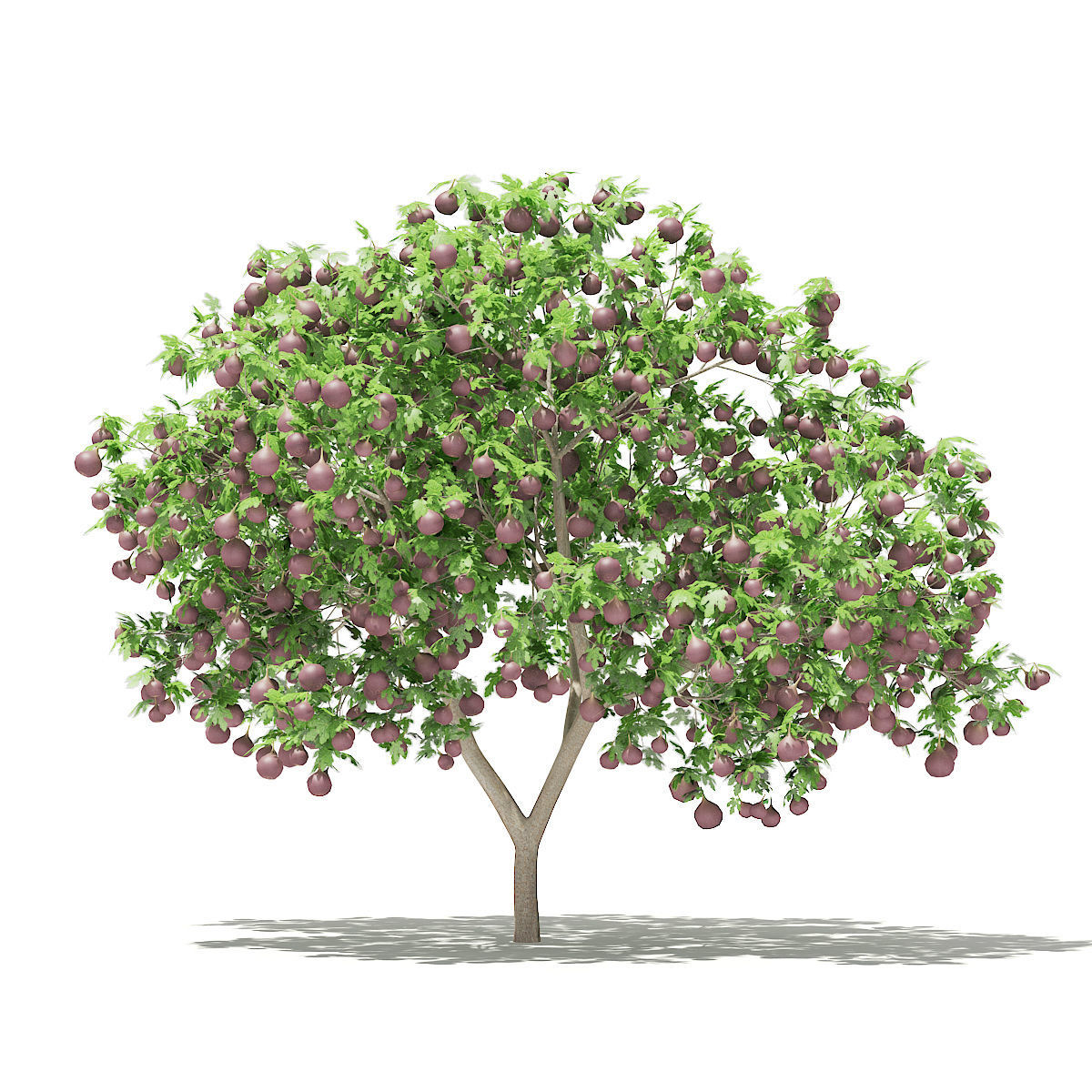 Common Fig Tree with Fruits 3D model_4