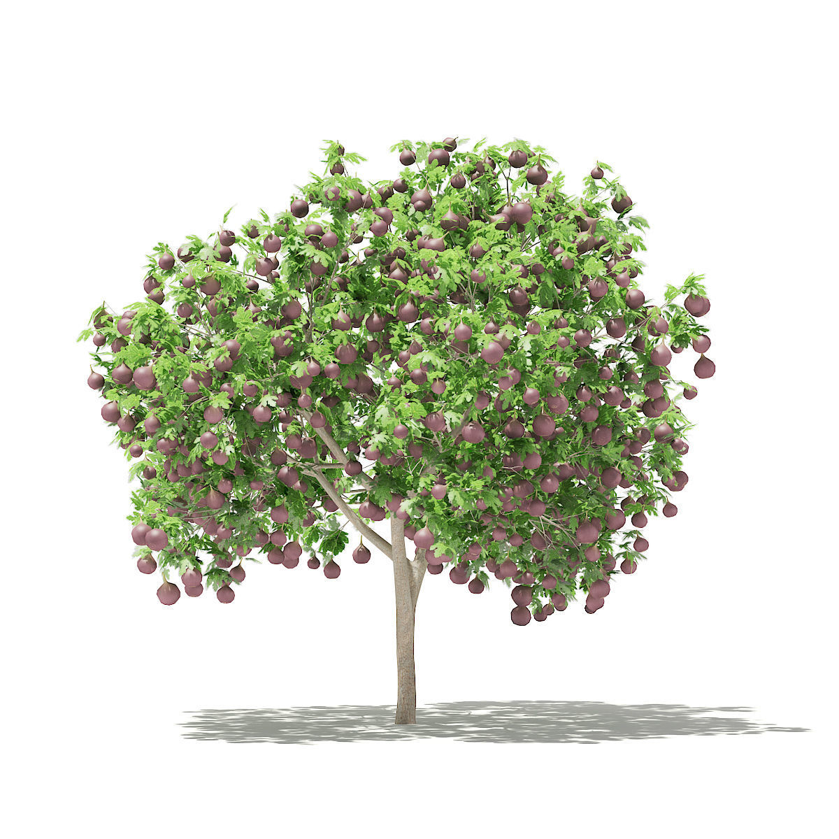 Common Fig Tree with Fruits 3D model_6