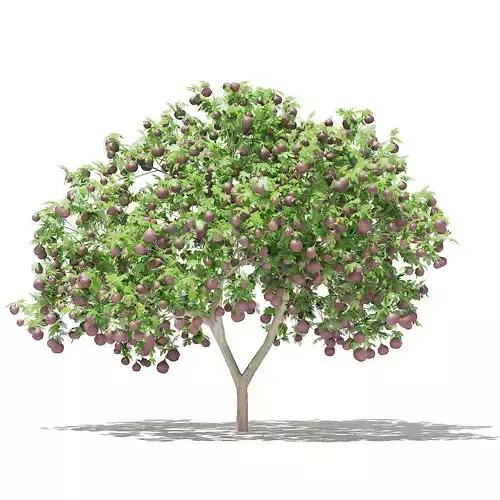 Common Fig Tree with Fruits 3D model