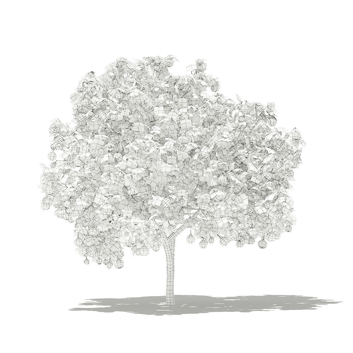 Common Fig Tree with Fruits 3D model_3