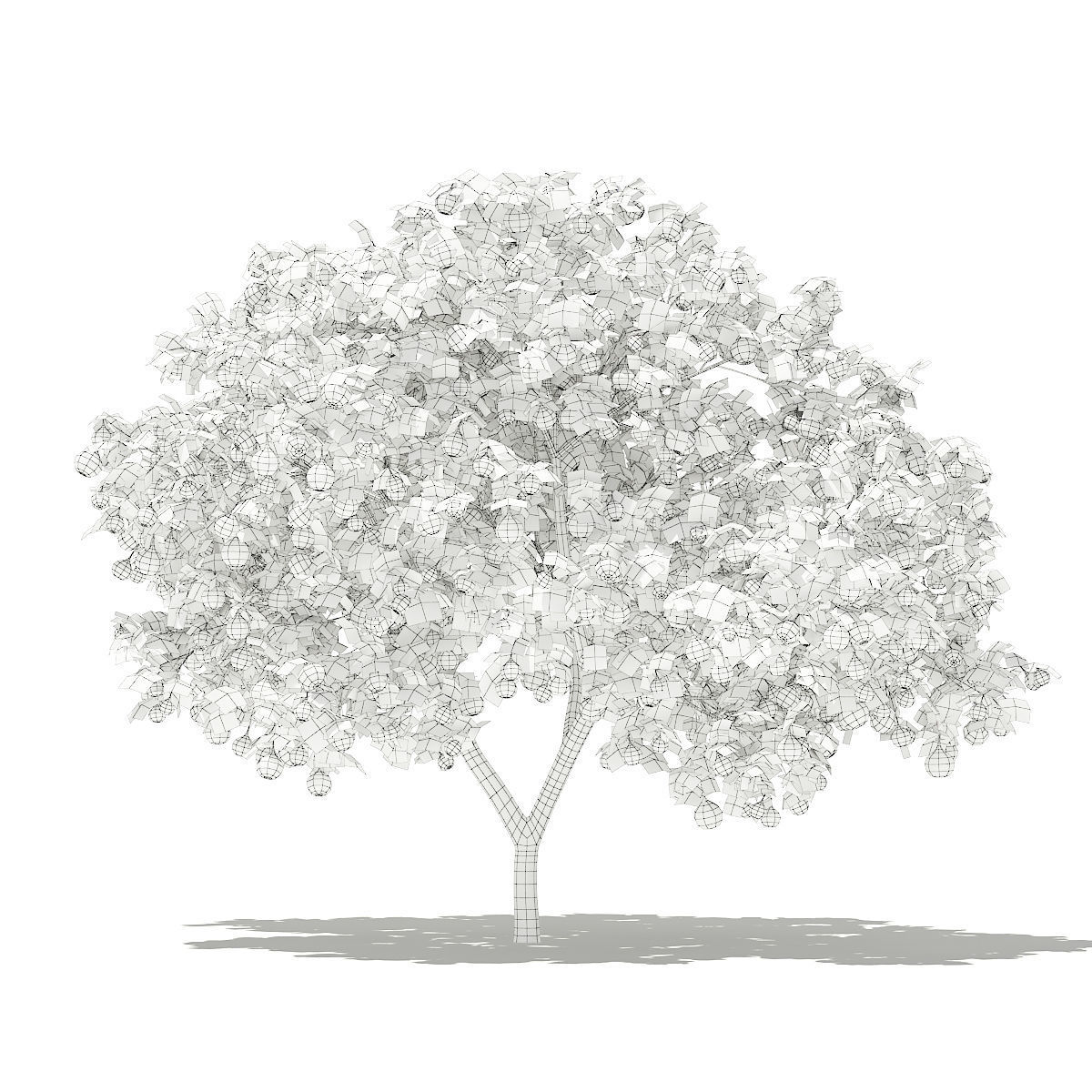 Common Fig Tree with Fruits 3D model_5
