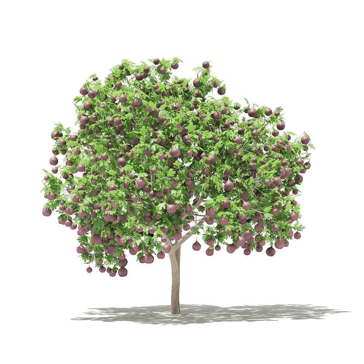 Common Fig Tree with Fruits 3D model_2