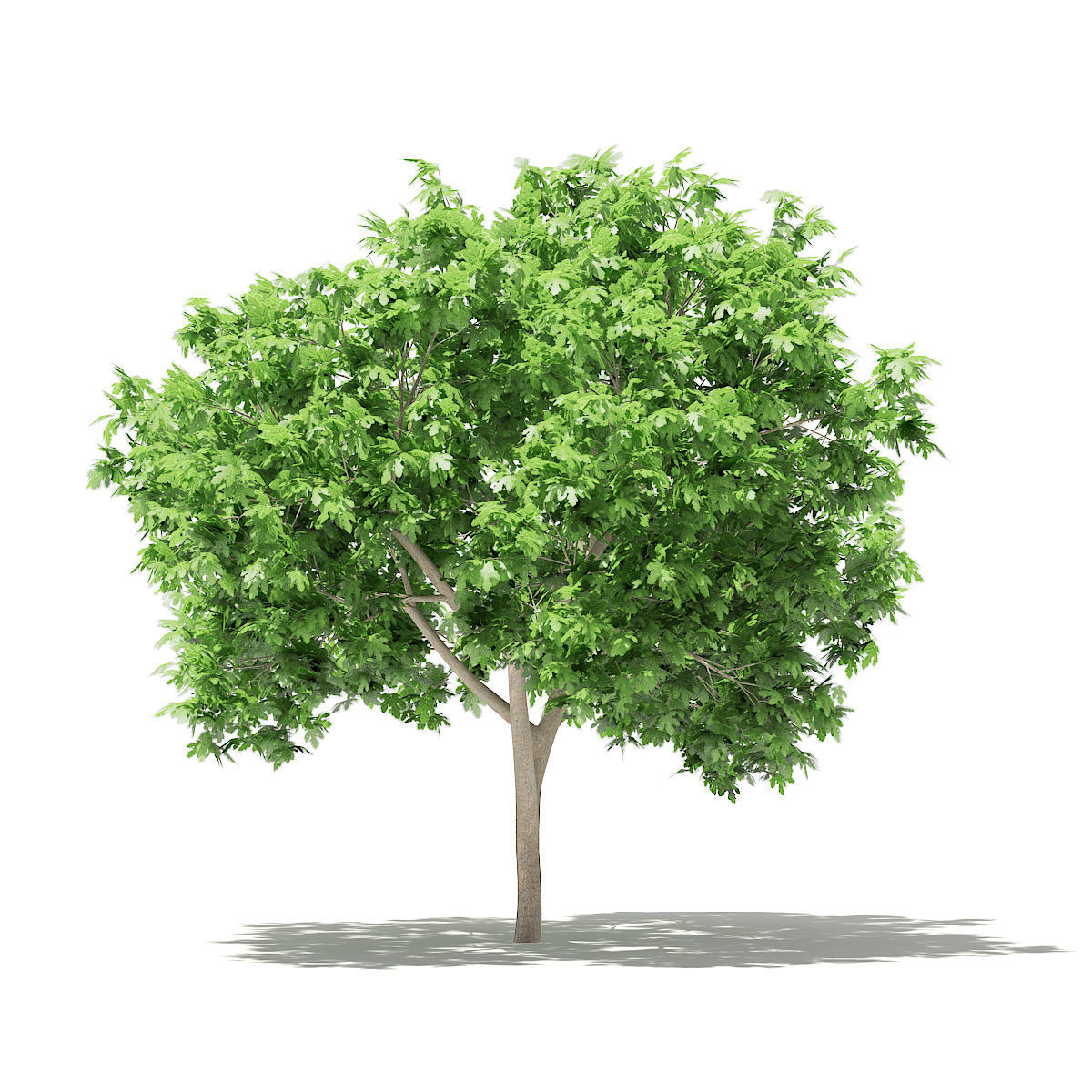 Common Fig Tree 3D model_6