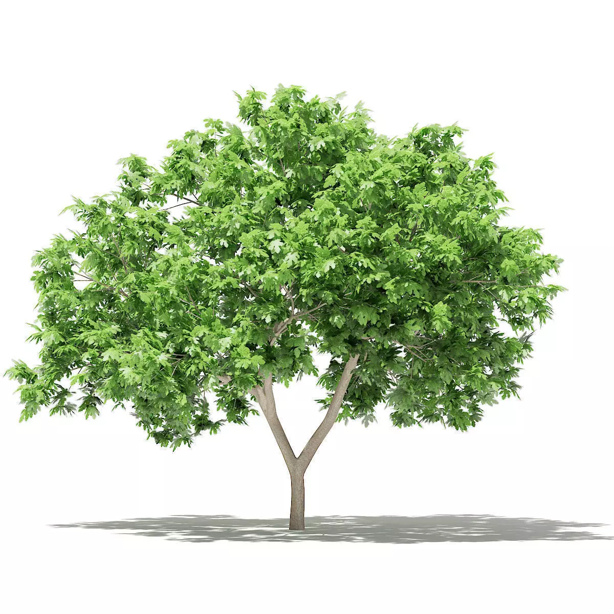 Common Fig Tree 3D model_0