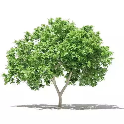 Common Fig Tree 3D model