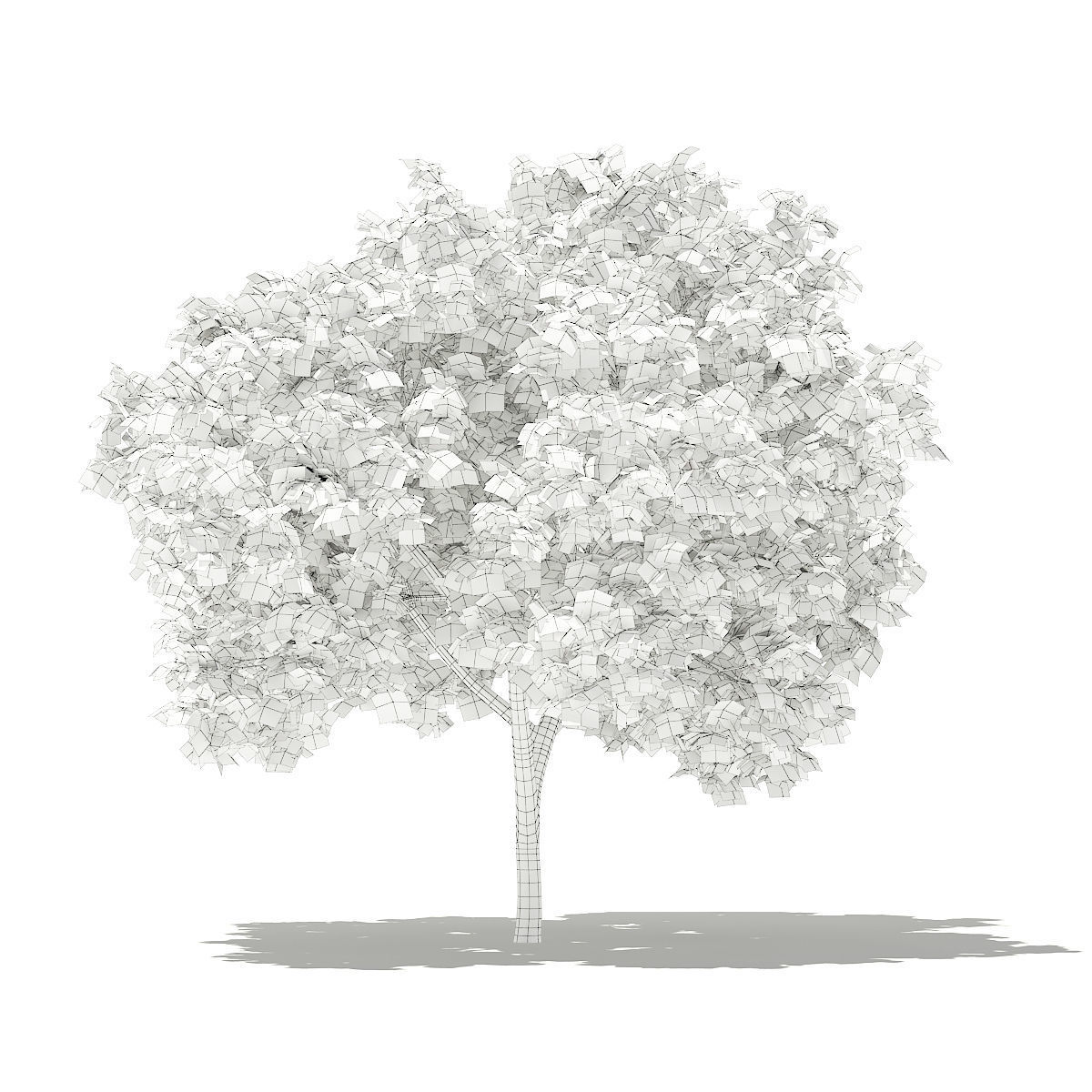 Common Fig Tree 3D model_7