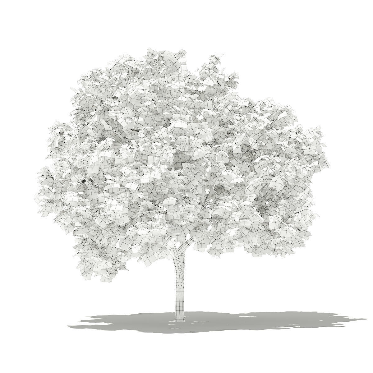 Common Fig Tree 3D model_3