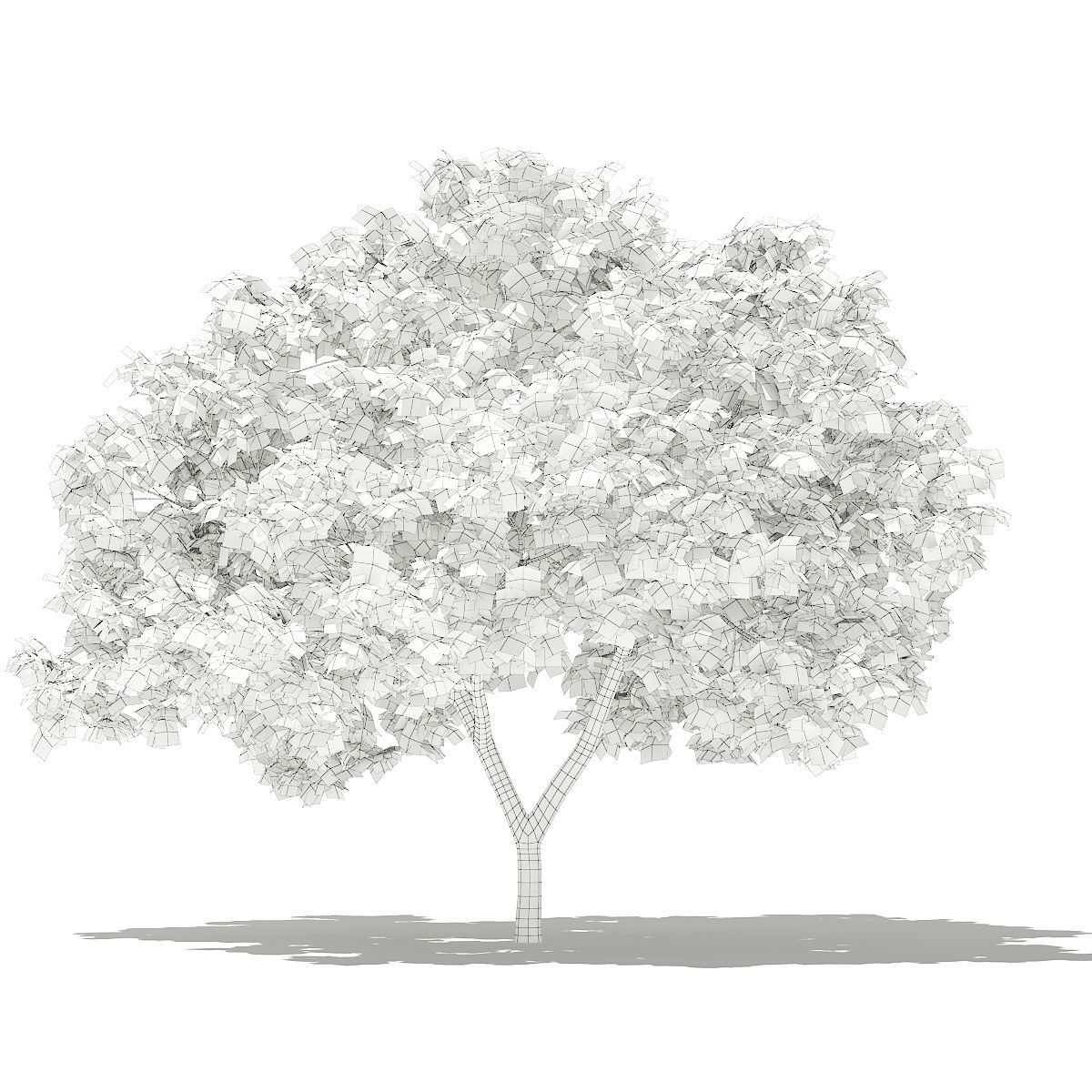 Common Fig Tree 3D model_1