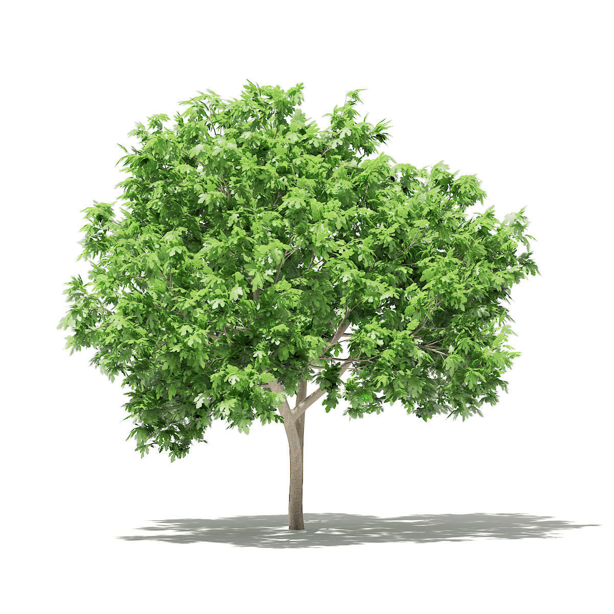 Common Fig Tree 3D model_2