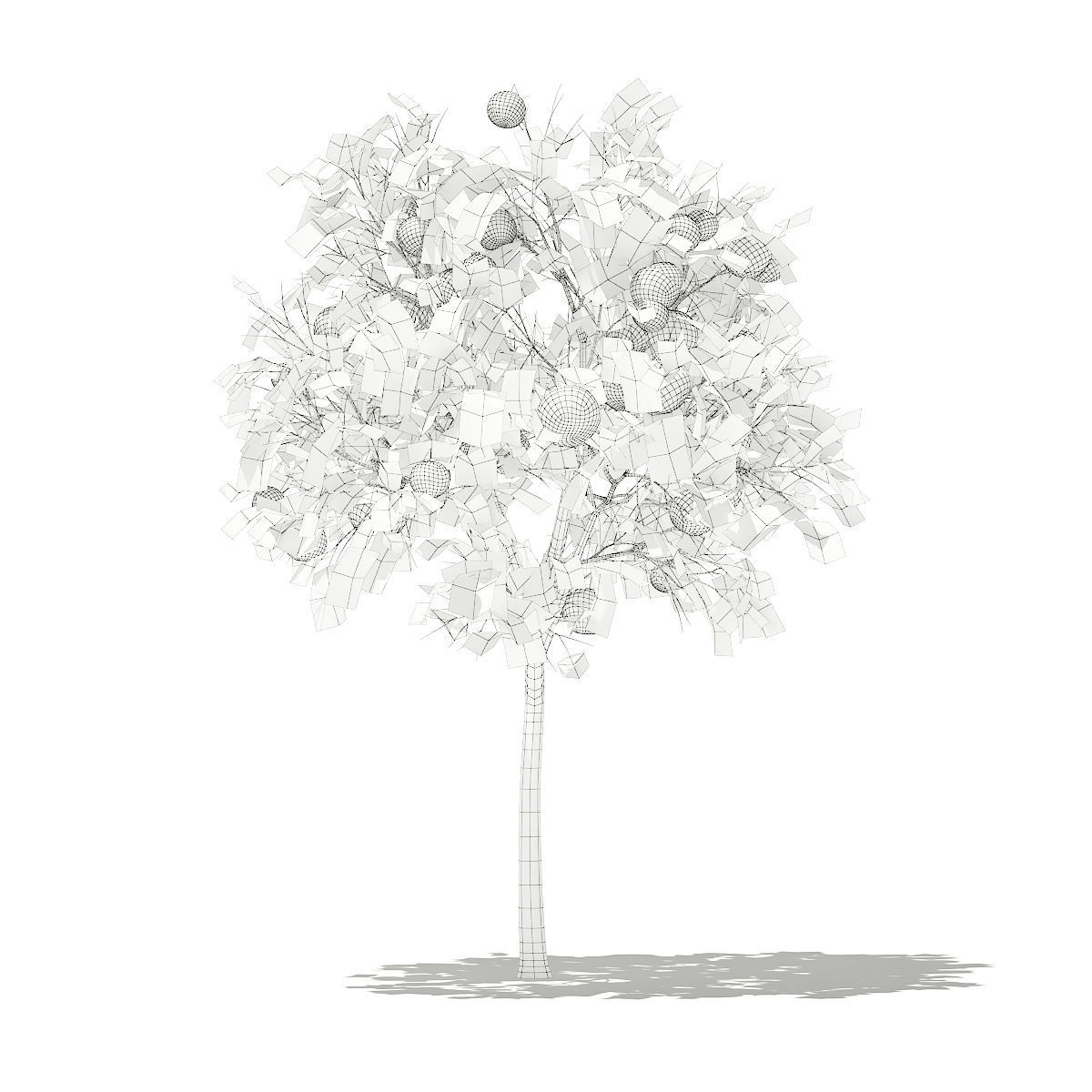 Grapefruit Tree with Fruits 3D model_1