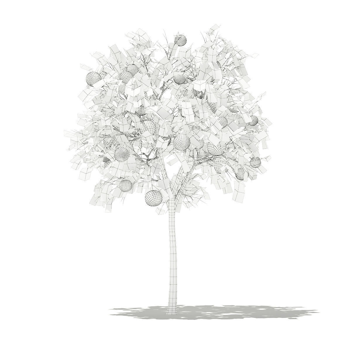 Grapefruit Tree with Fruits 3D model_5