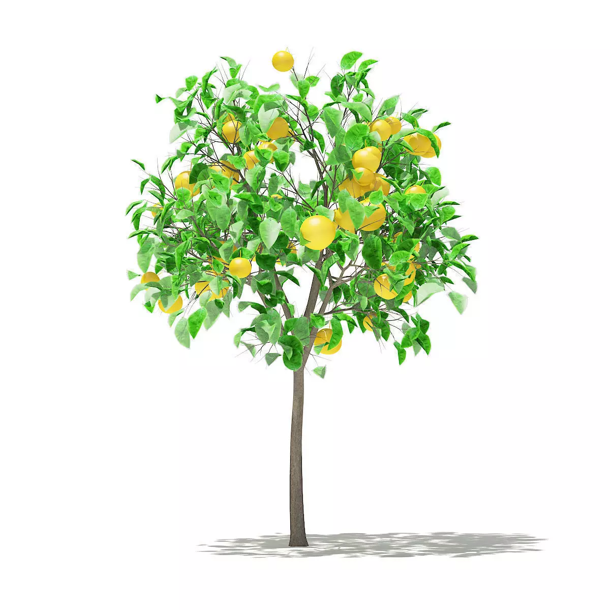 Grapefruit Tree with Fruits 3D model_0