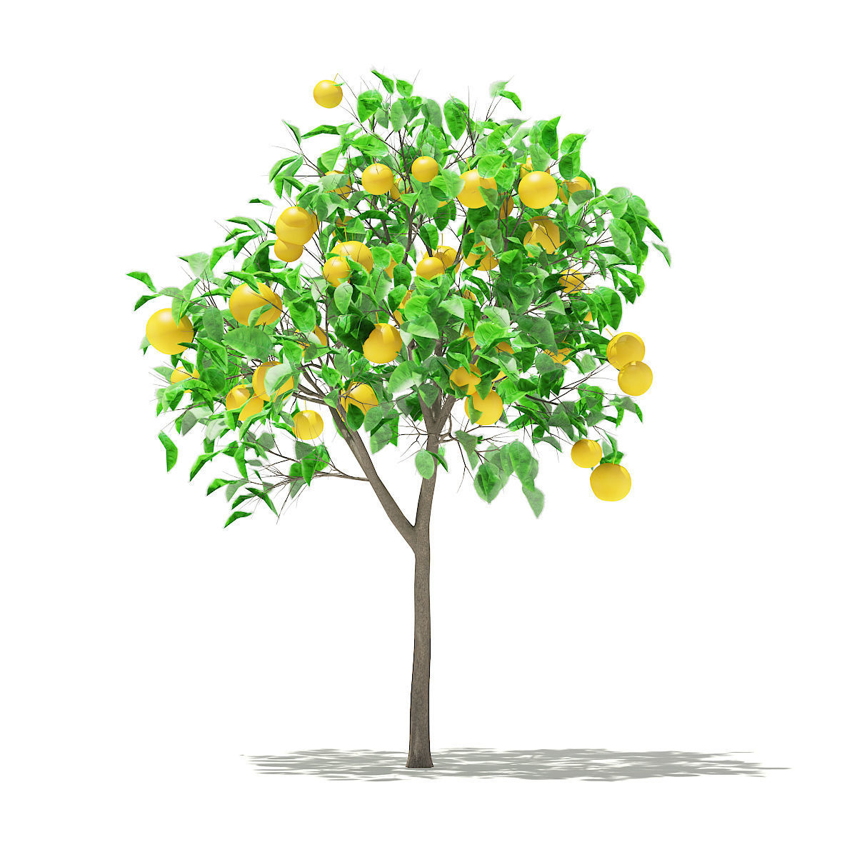Grapefruit Tree with Fruits 3D model_6