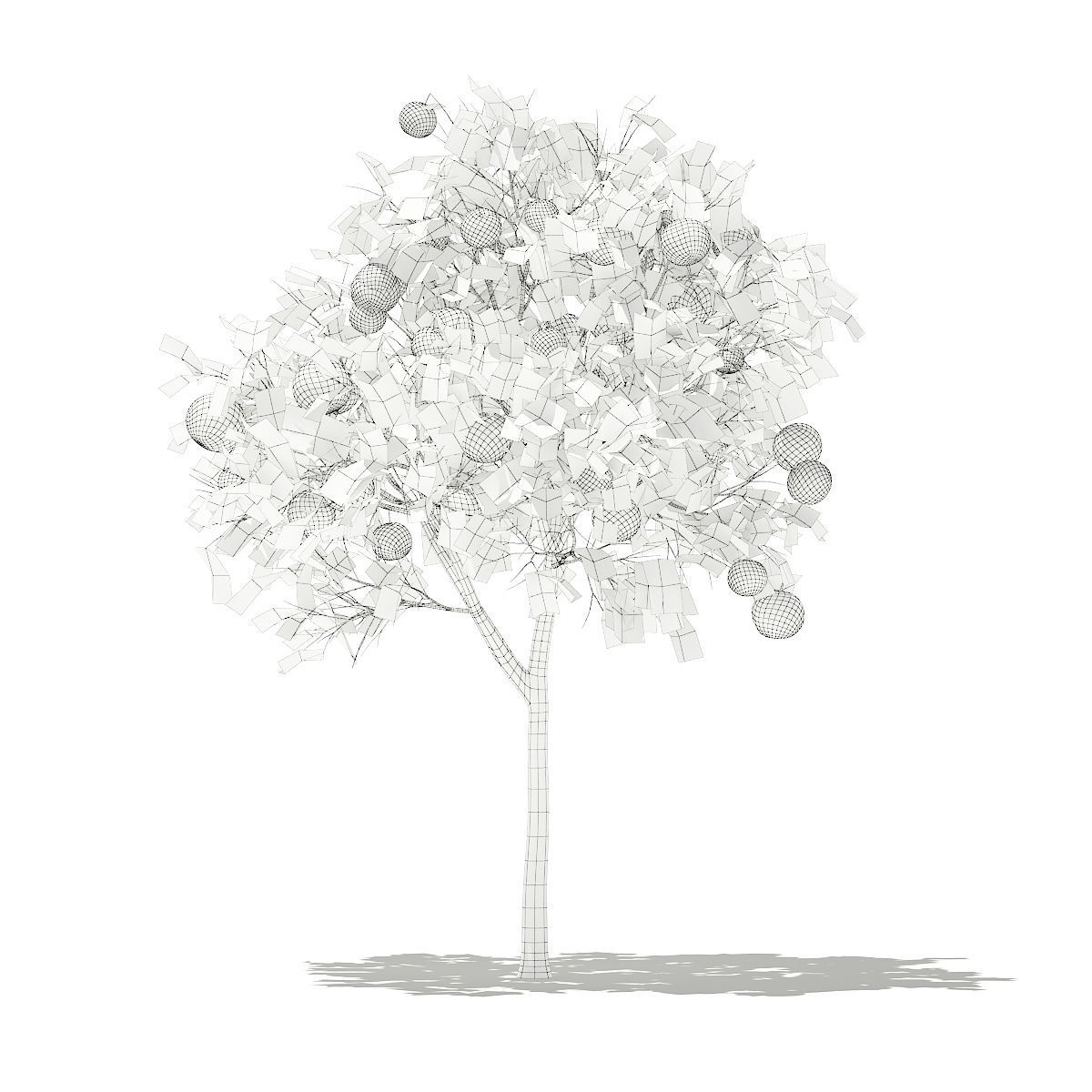 Grapefruit Tree with Fruits 3D model_7