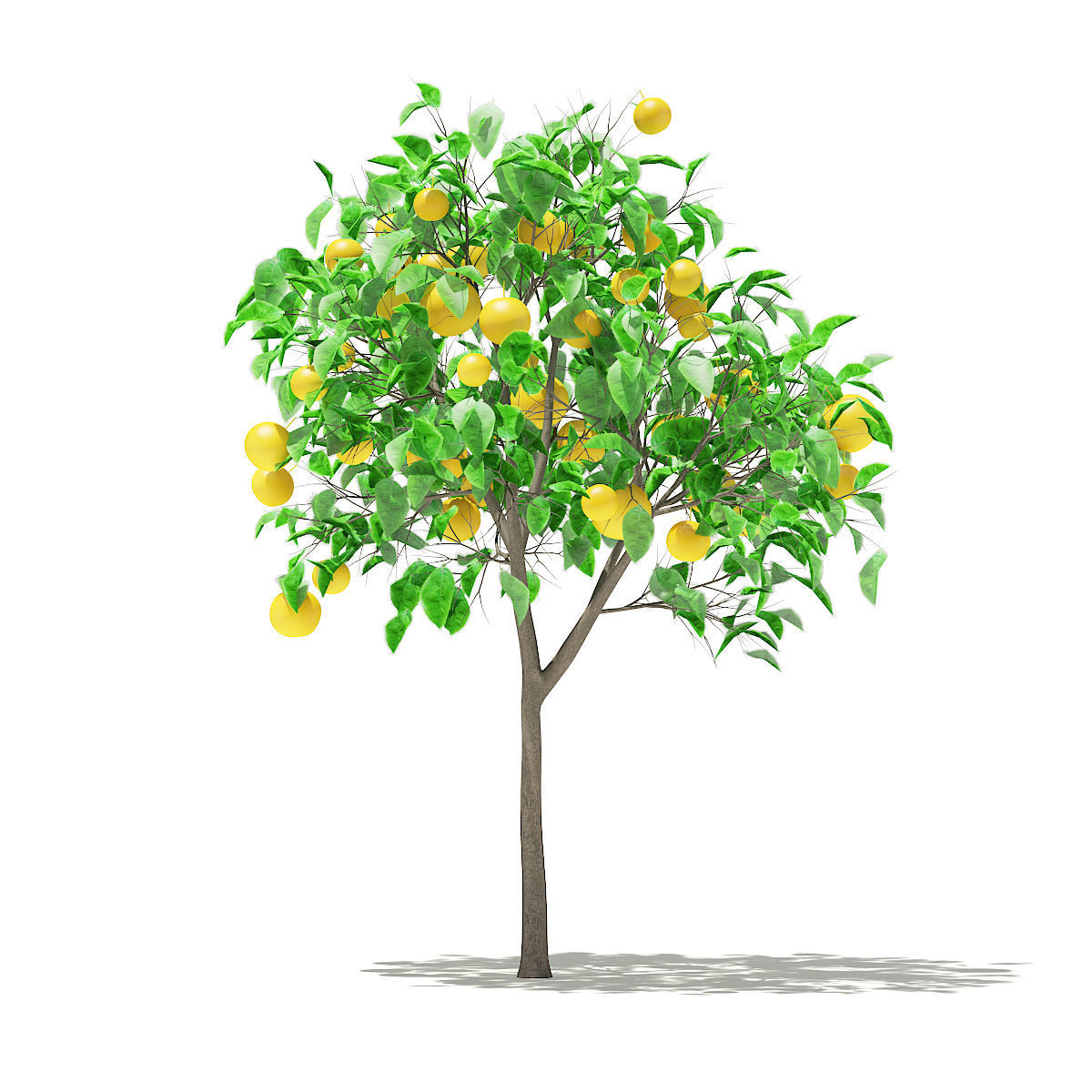 Grapefruit Tree with Fruits 3D model_2
