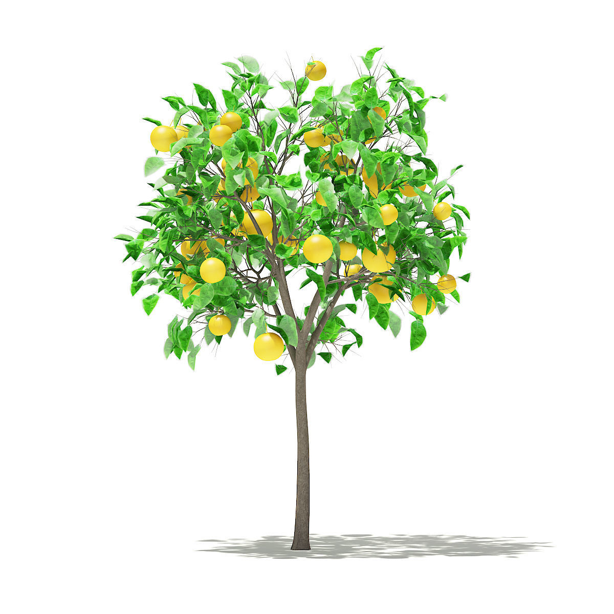 Grapefruit Tree with Fruits 3D model_4