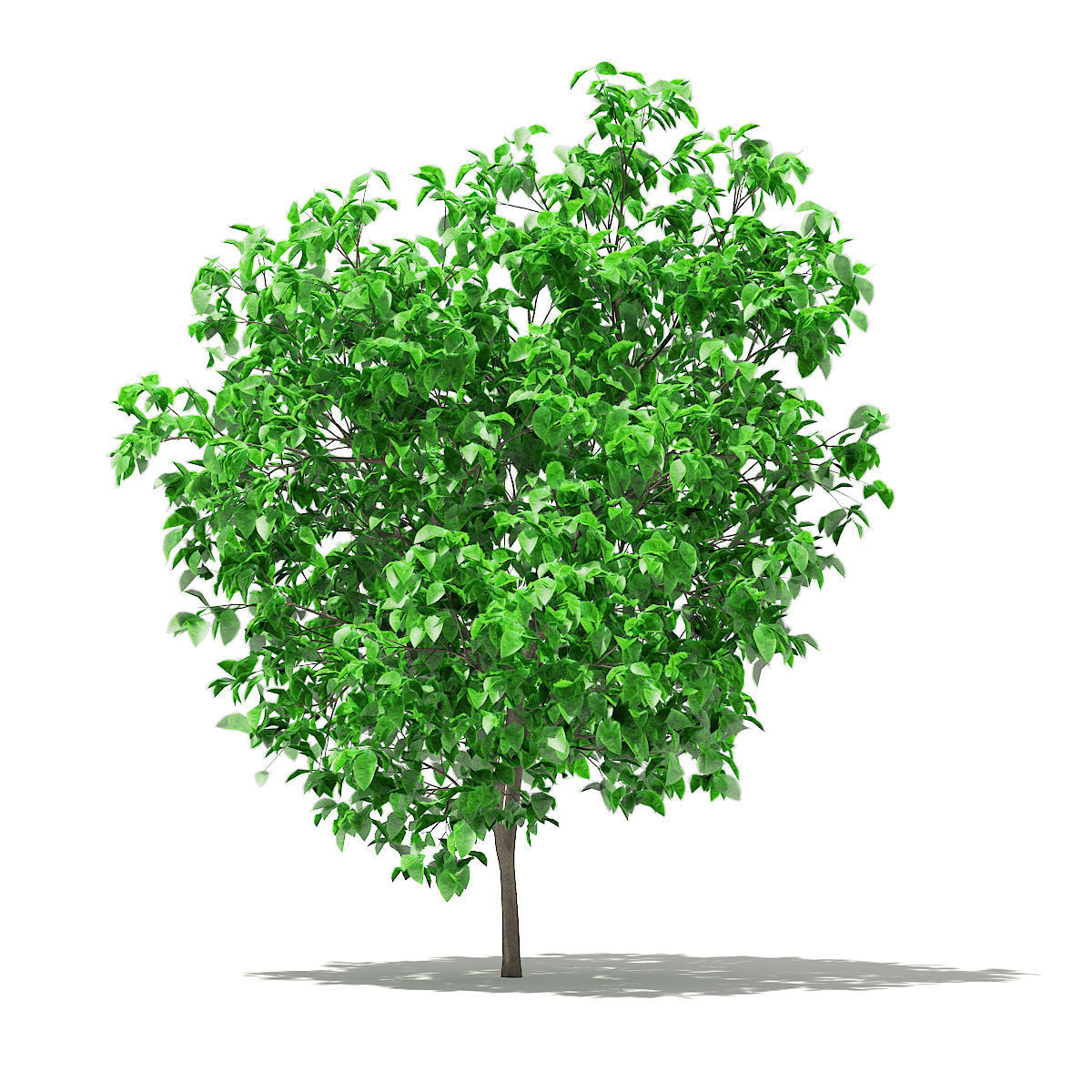 Grapefruit Tree 3D model_2