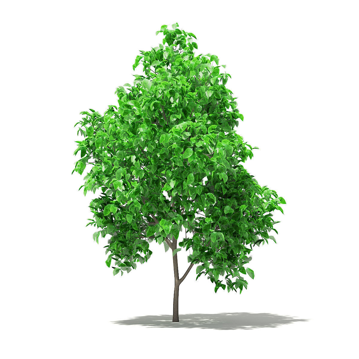 Grapefruit Tree 3D model_4