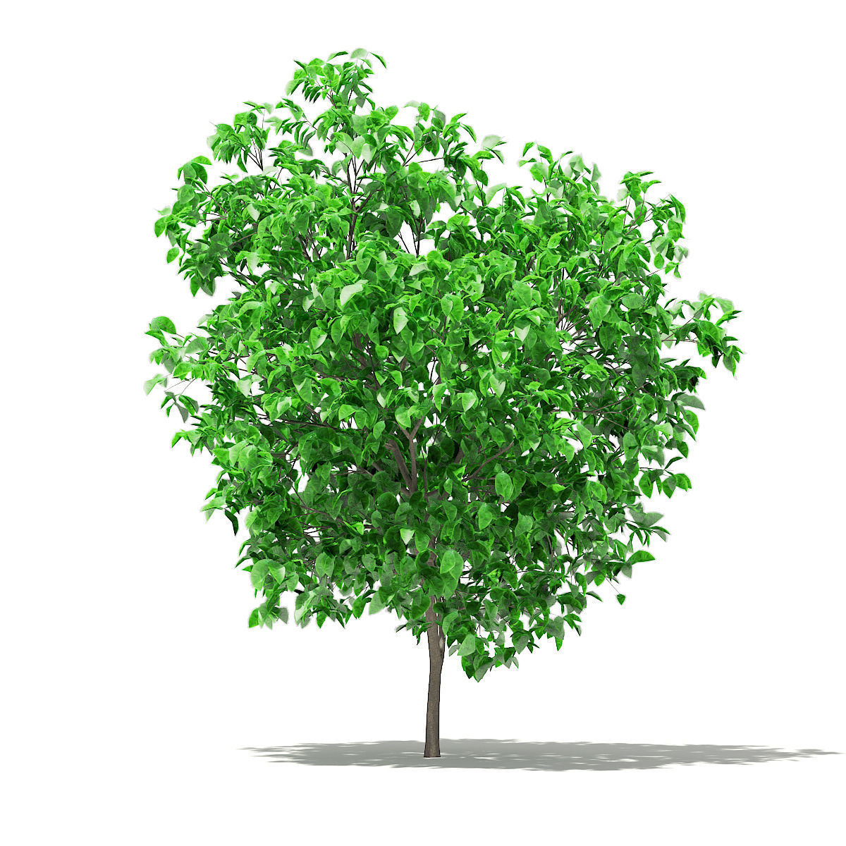 Grapefruit Tree 3D model_6