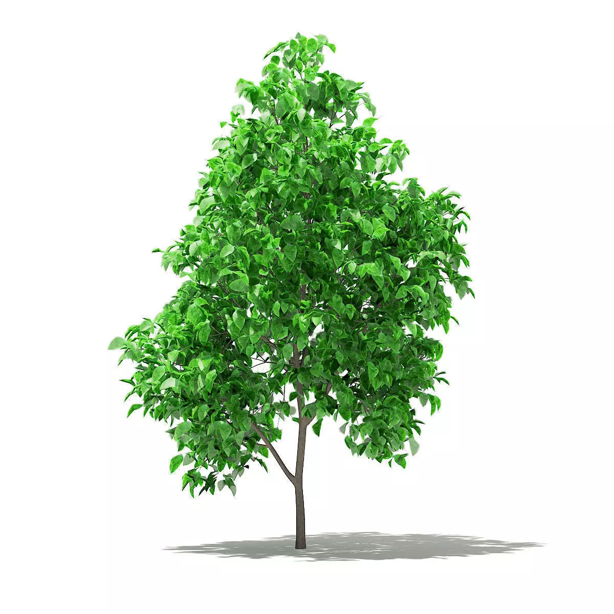 Grapefruit Tree 3D model_0
