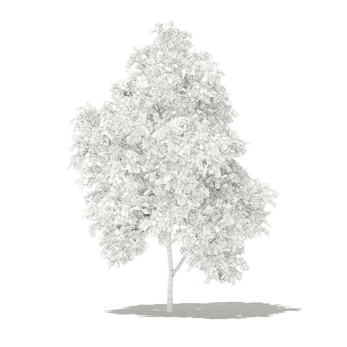 Grapefruit Tree 3D model_5