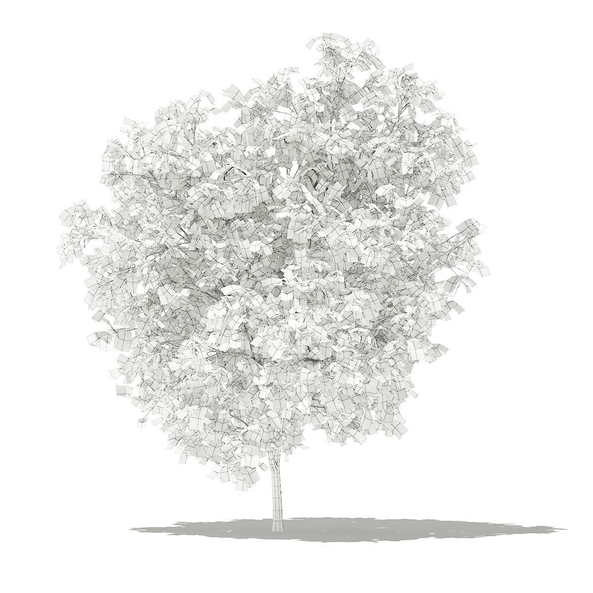 Grapefruit Tree 3D model_3