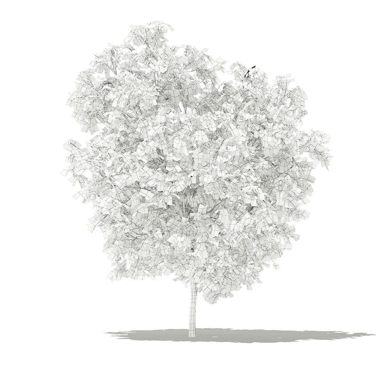 Grapefruit Tree 3D model_7