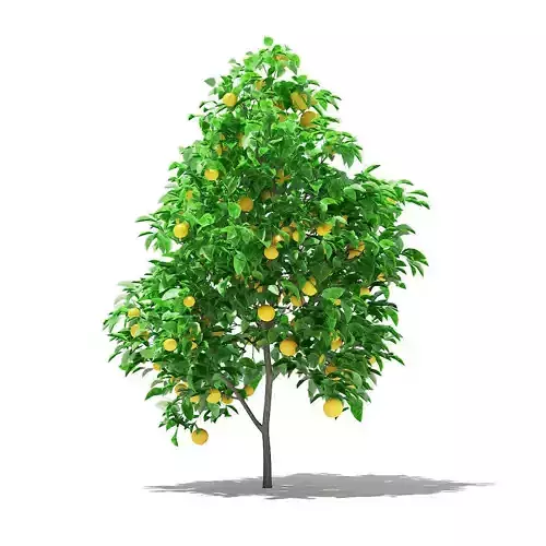 Grapefruit Tree with Fruits