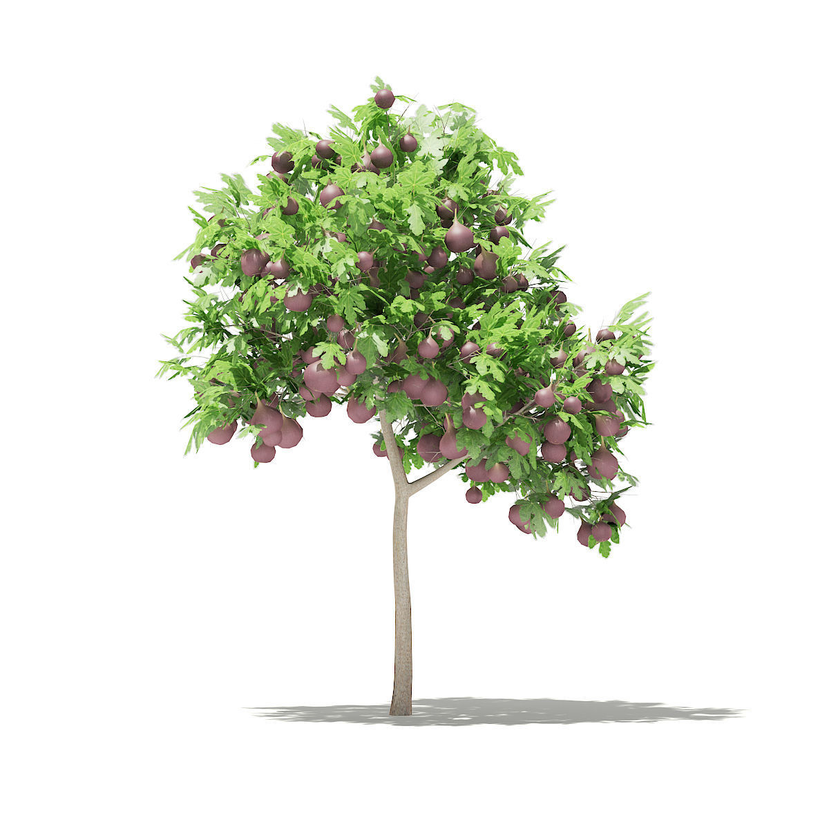 Common Fig Tree with Fruits 3D model