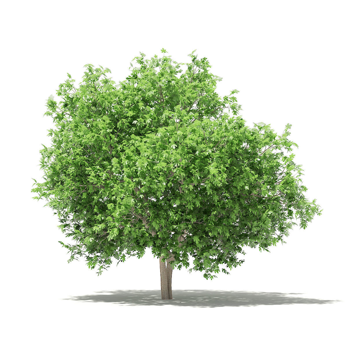 Common Fig Tree 3D model_6