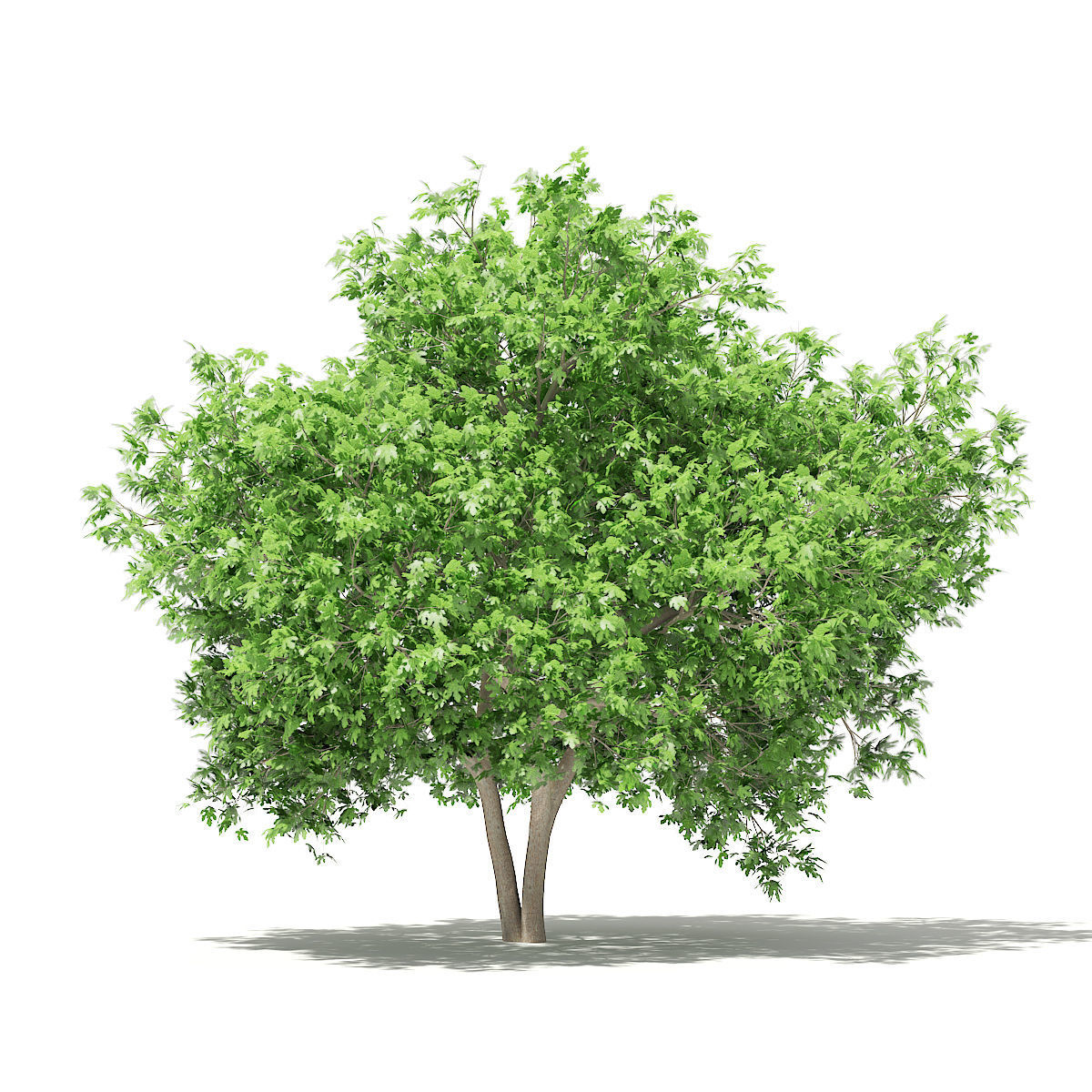 Common Fig Tree 3D model_4