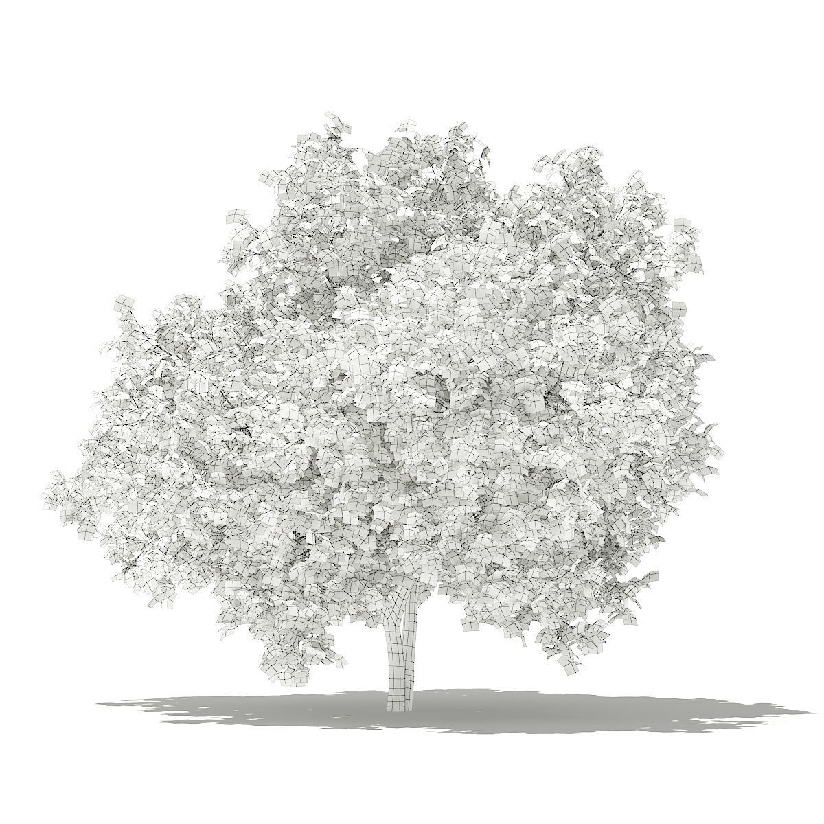 Common Fig Tree 3D model_3