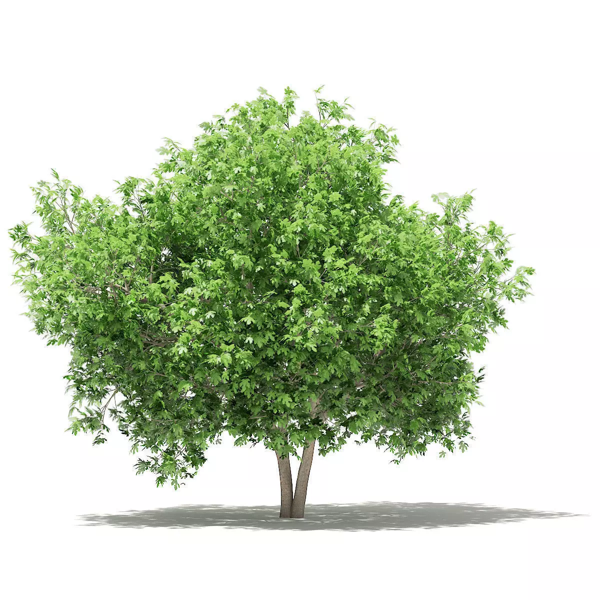 Common Fig Tree 3D model_0