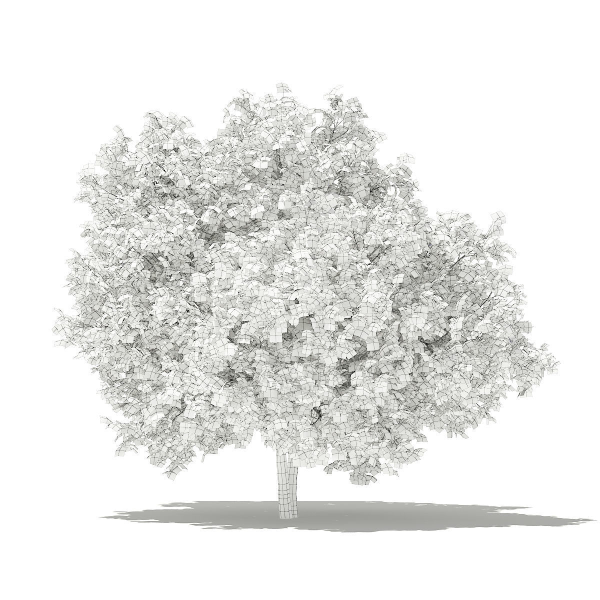 Common Fig Tree 3D model_7
