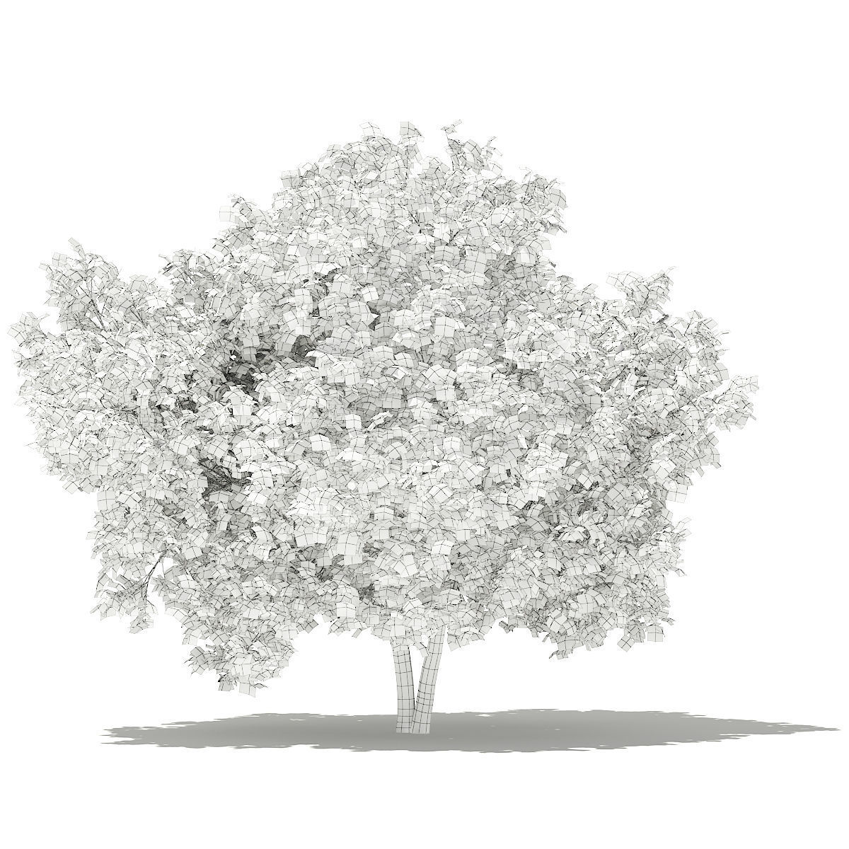 Common Fig Tree 3D model_1