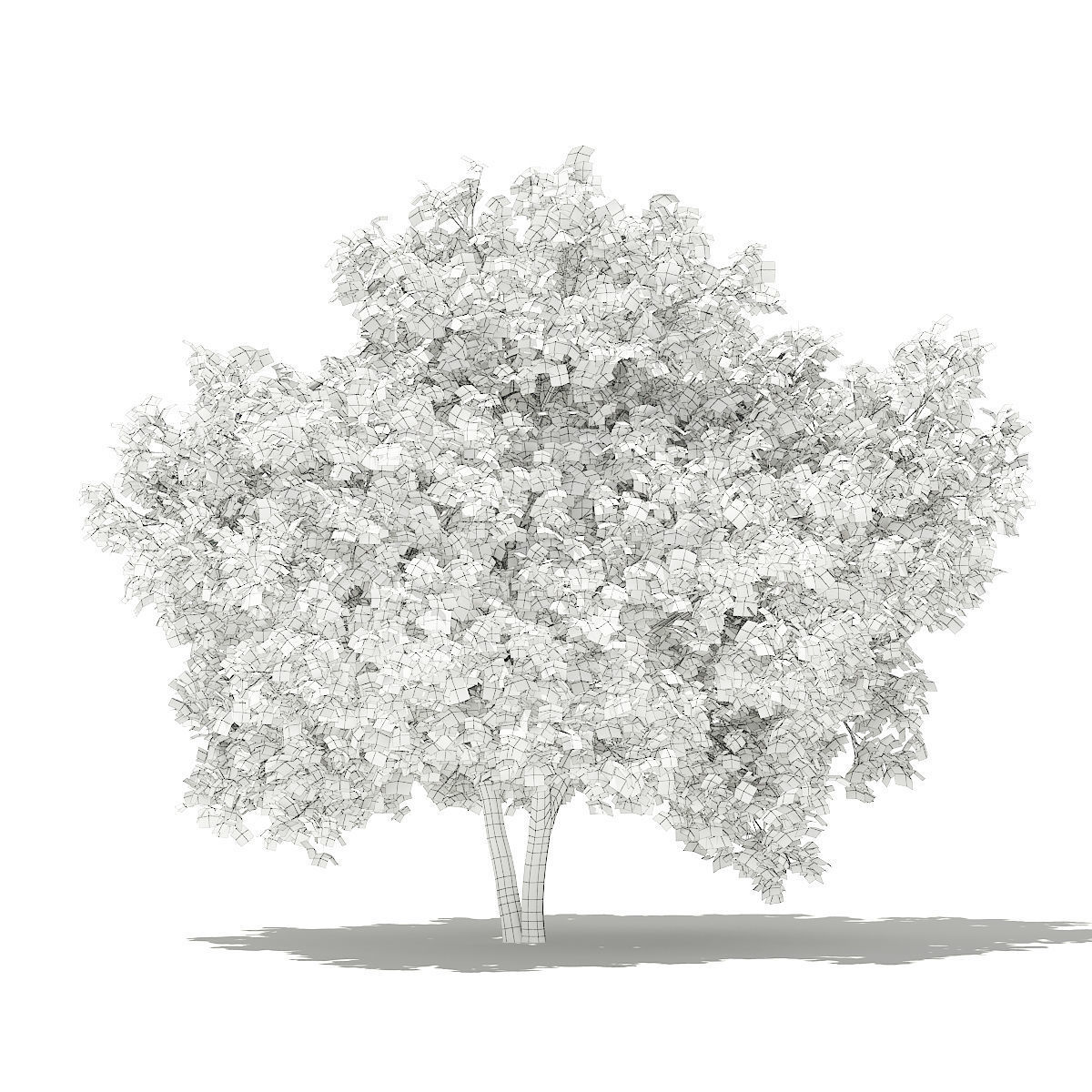 Common Fig Tree 3D model_5