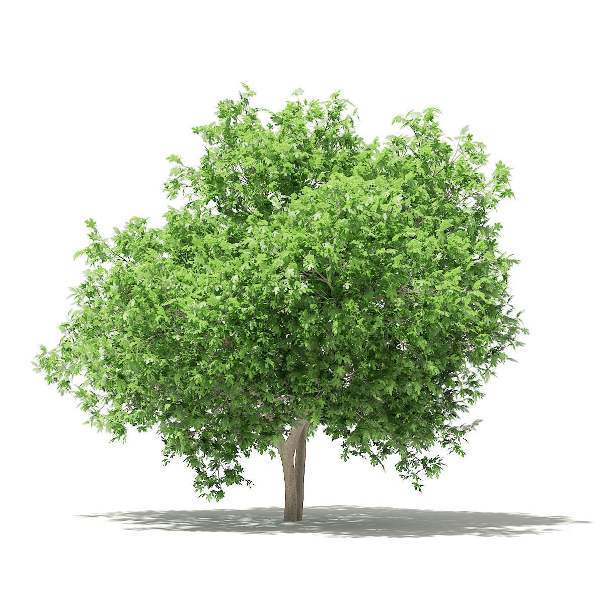 Common Fig Tree 3D model_2