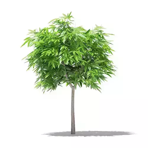 Mango Tree 3D model