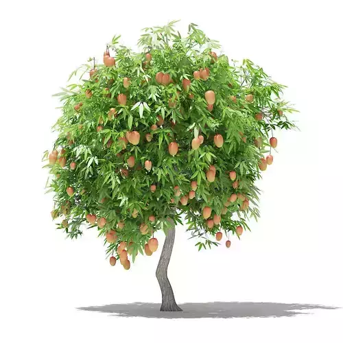 Mango Tree with Fruits 3D model