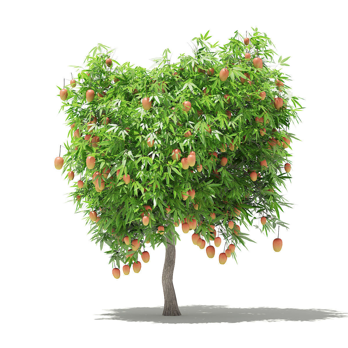 Mango Tree with Fruits 3D model | CGTrader