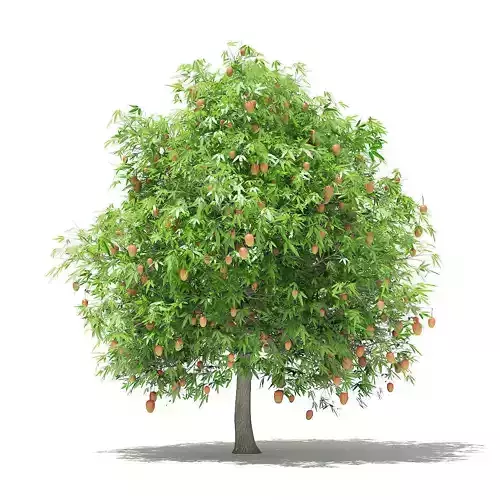 Mango Tree with Fruits 3D model