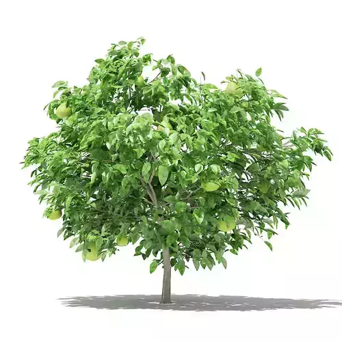 Pomelo Tree with Fruits