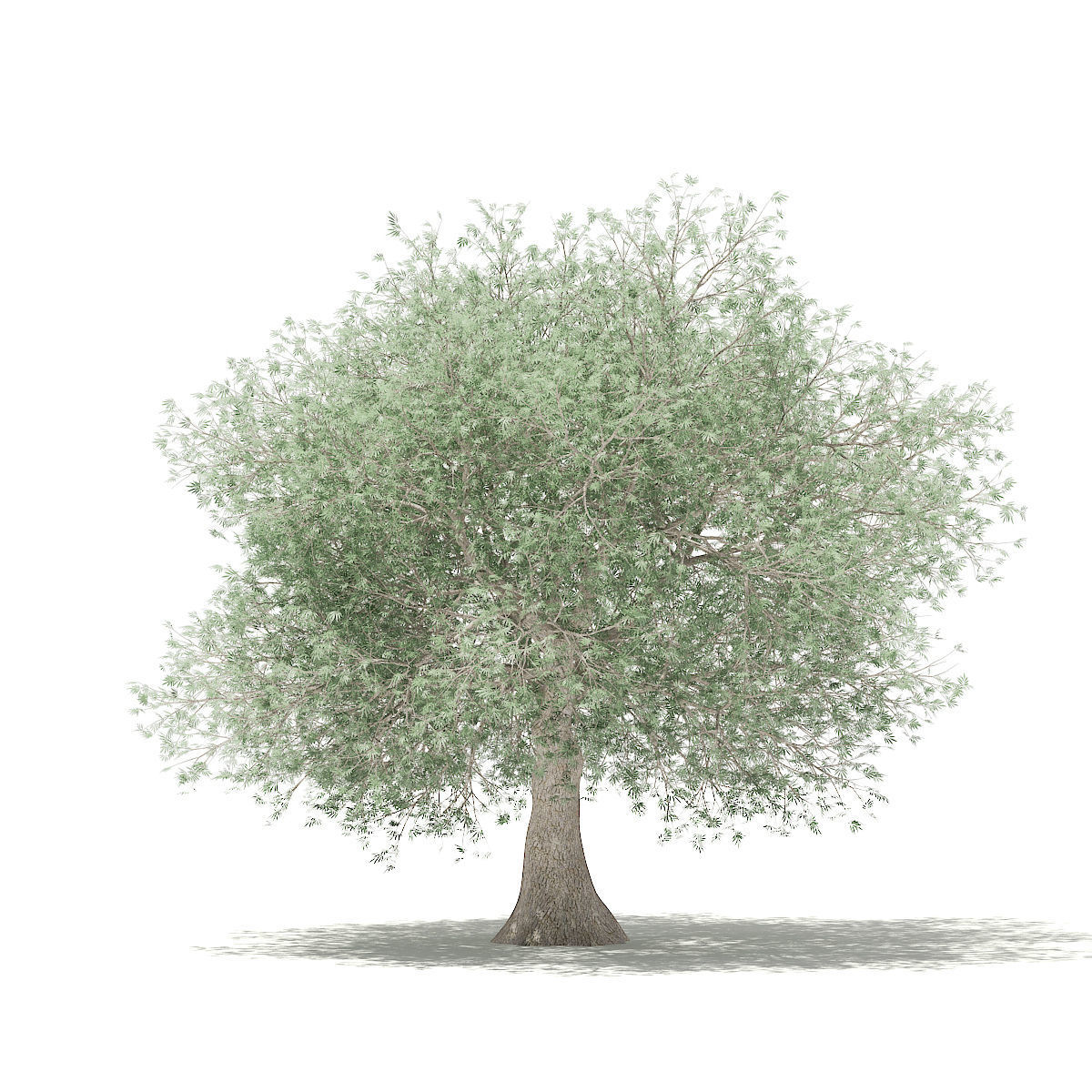 Olive Tree 3D model_2