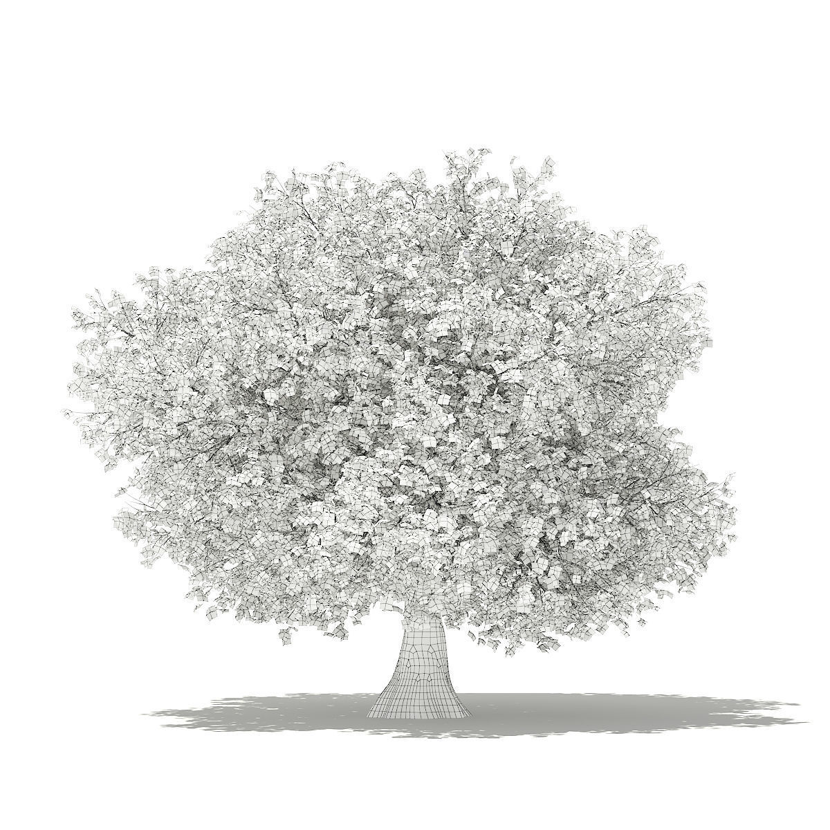 Olive Tree 3D model_7