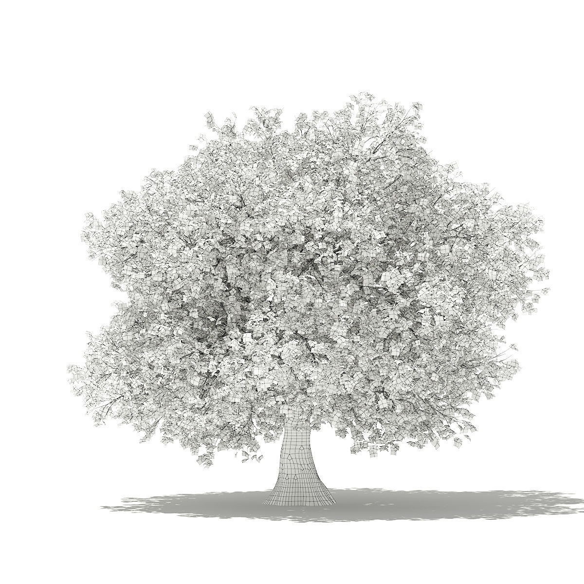 Olive Tree 3D model_3