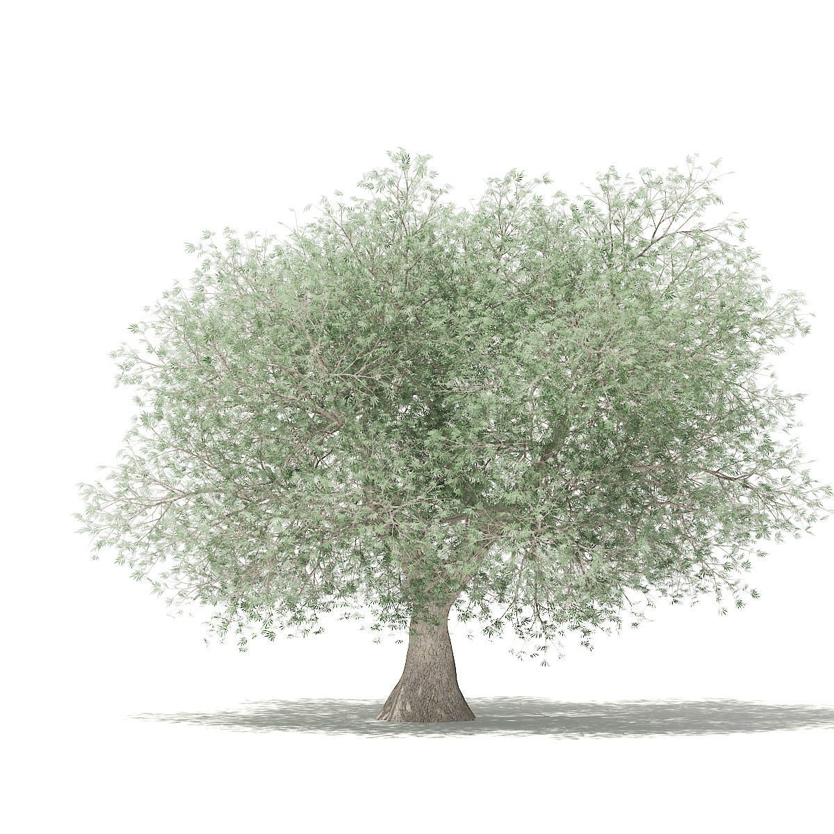 Olive Tree 3D model_4
