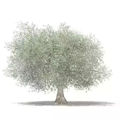 Olive Tree