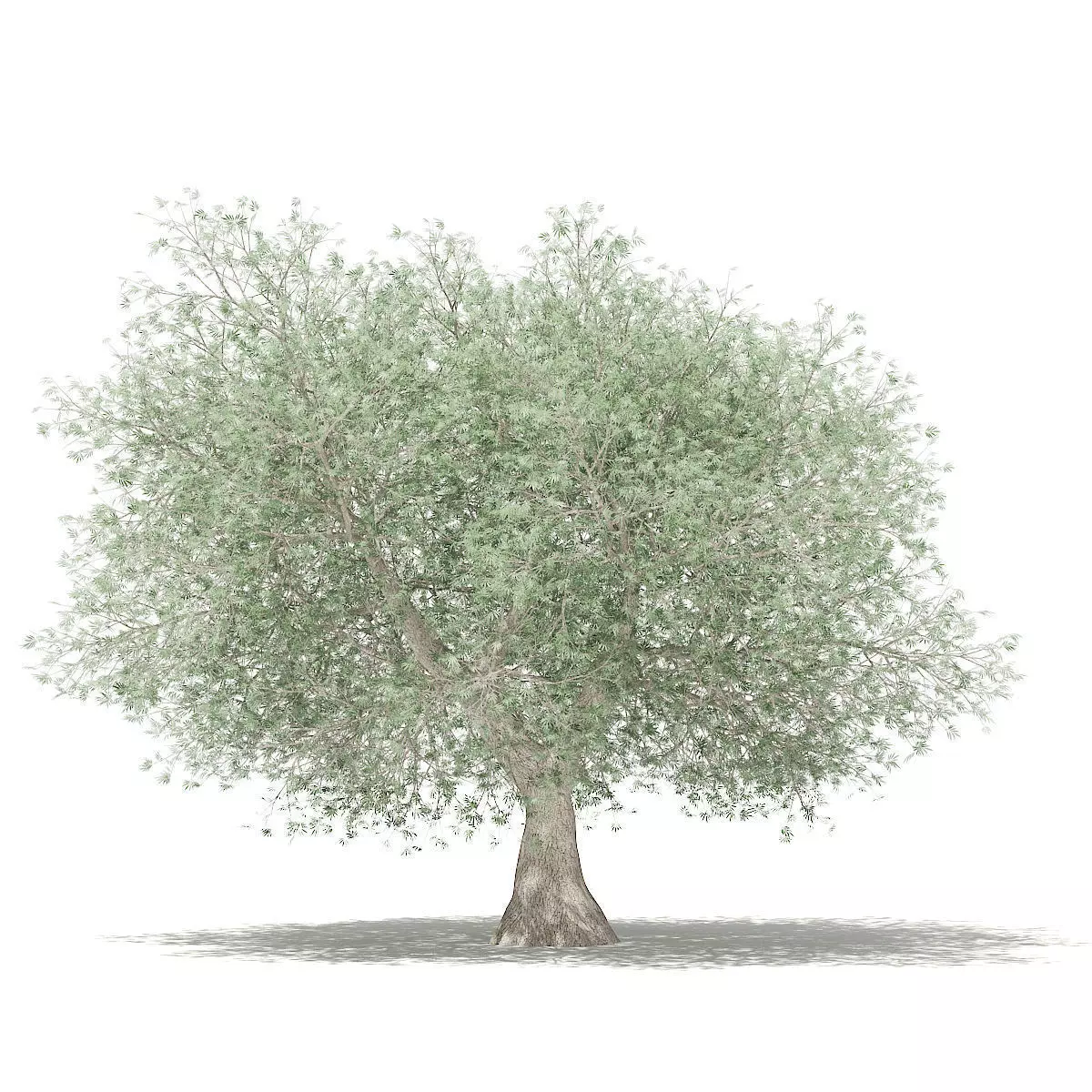 Olive Tree 3D model_0
